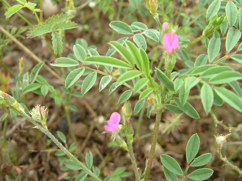 Fiori di greto 3 - Onobrychis cfr. caput-galli